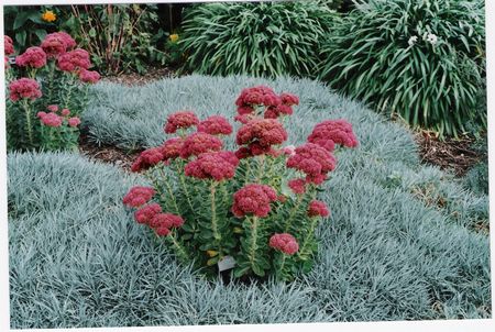 Sedum Autumn Joy